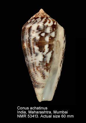 Conus achatinus.jpg - Conus achatinusGmelin,1791